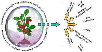 Plant diversity as a sustainable strategy for mitigating biotic and abiotic stresses in tomato cultivation
